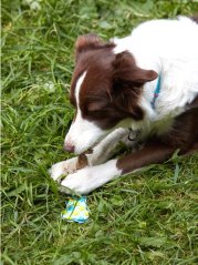 Dentální hračka pro psy Hvězdy z přírodního lnu a latexu