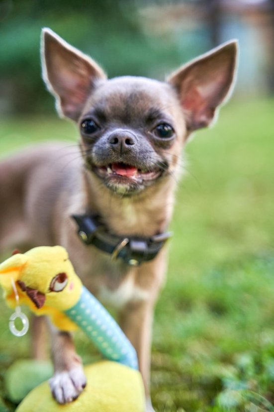 Plyšová hračka pro psa Žirafa