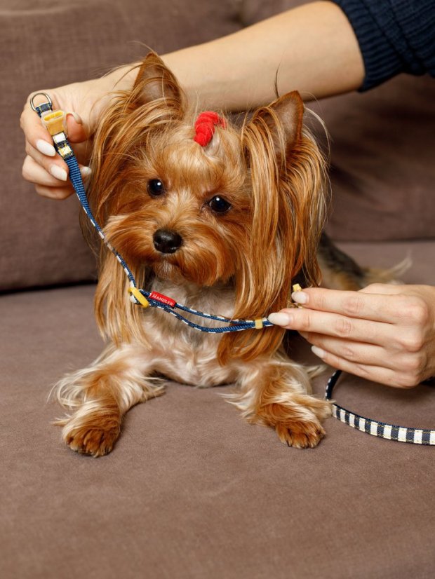 Džínový obojek a vodítko s dvojitým zapínáním pruhovaný modrý S