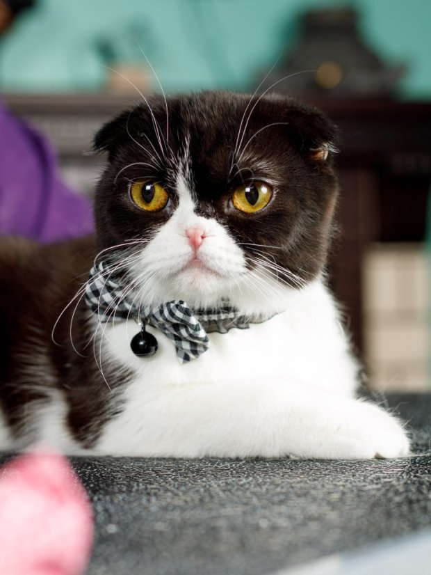 Bezpečný obojek se systémem proti udušení černý fashion SS