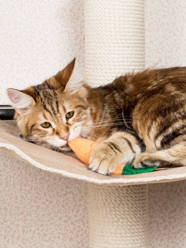 Bažantí pero pro kočky oranžové