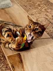 Udice Květ se stimulací tří instinktů lovce pro kočky