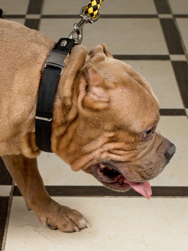 Obojek extra měkký černý L