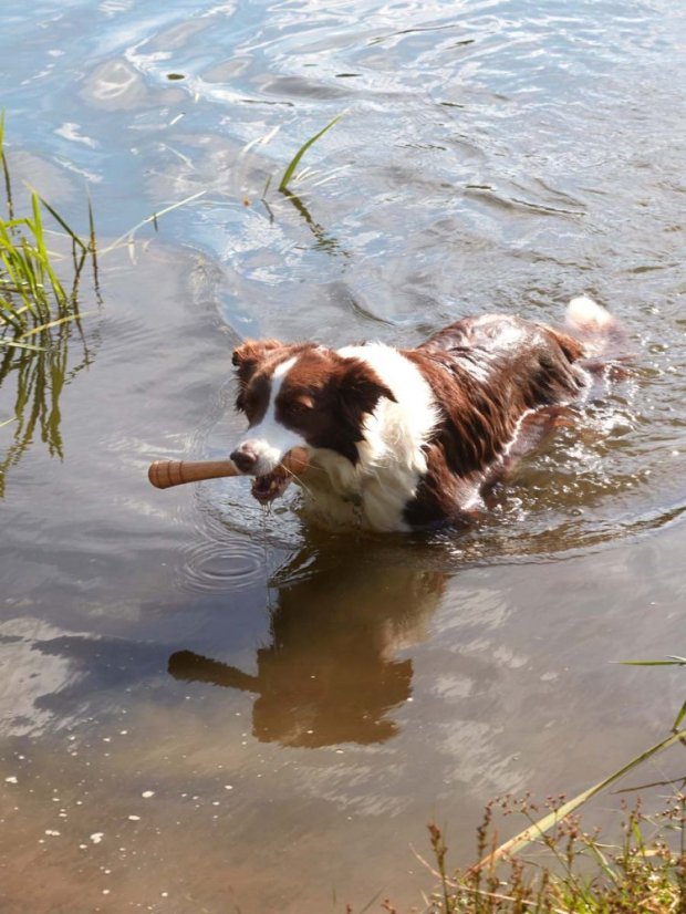 Aportovací činka dřevěná M