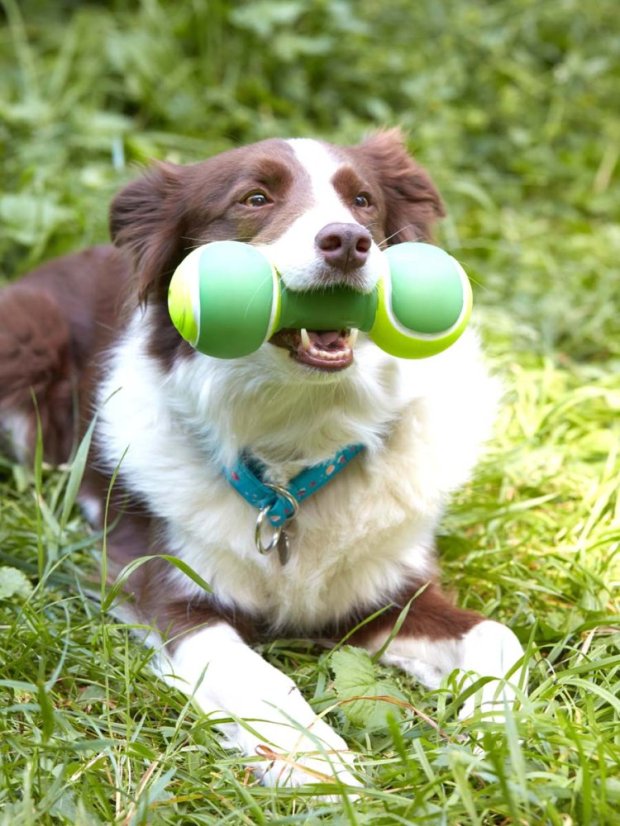 Latexová činka pro psy zelená