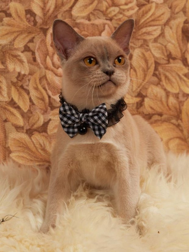 Bezpečný obojek se systémem proti udušení černý fashion SS