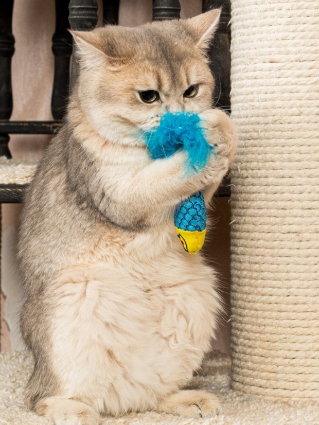 Hračka pro kočky Rybka se šantou kočičí