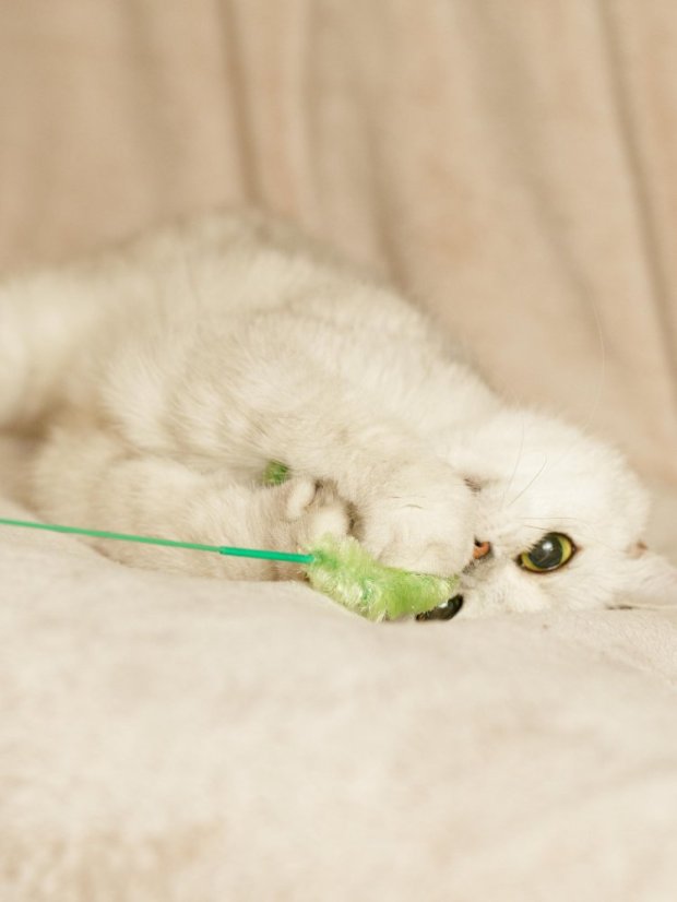 Škádlítko Klásek zelený pro kočky