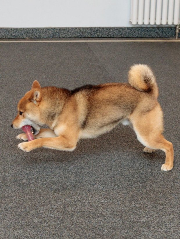 Japan Premium Pet hračka ve tvaru činky na masáž dásní a čištění zubů pro psy, růžová.