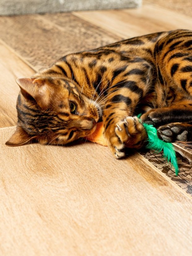 Bažantí pero pro kočky oranžové