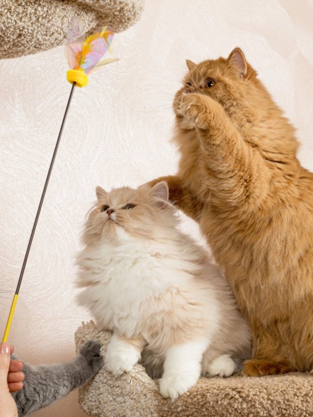 Udice Květ se stimulací tří instinktů lovce pro kočky