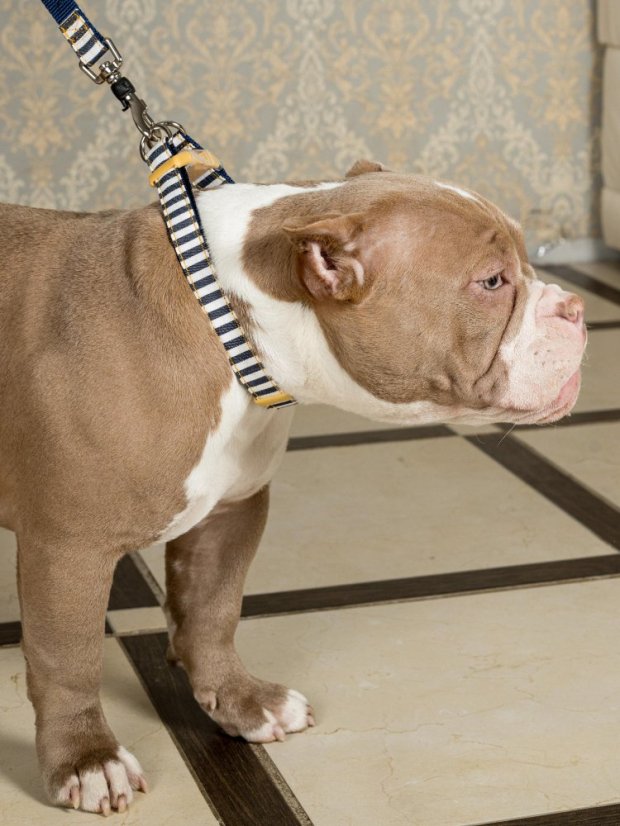 Džínový obojek a vodítko s dvojitým zapínáním pruhovaný modrý M