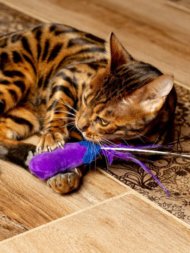 Paví pero pro kočky s kočičí hračkou fialové