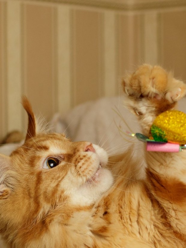 Škádlítko Motýl pro kočky