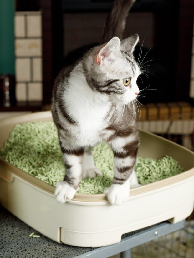 Podestýlka Zelený hrášek s extraktem z bambusu a japonského čaje 6 l