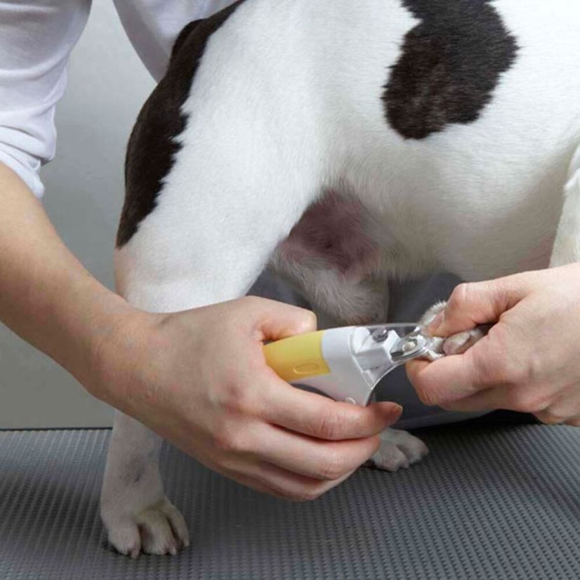 Nůžky na drápky a diamantový pilník pro psy sada