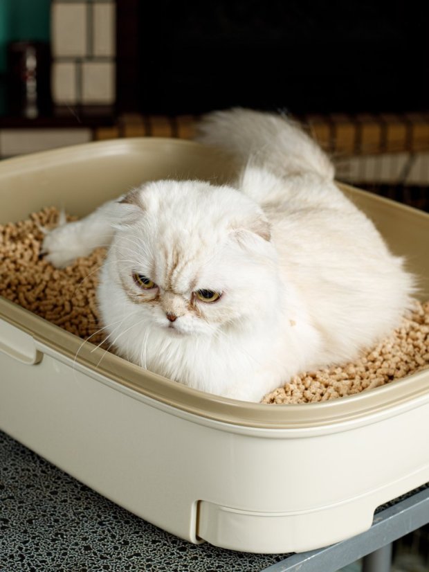 Ultrahrudkující dřevitocelulózová podestýlka s cypřišem 7 l