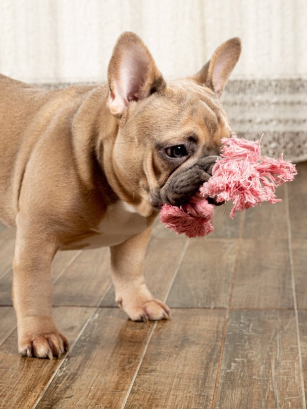 Dentální hračka Provaz jahodová příchuť S