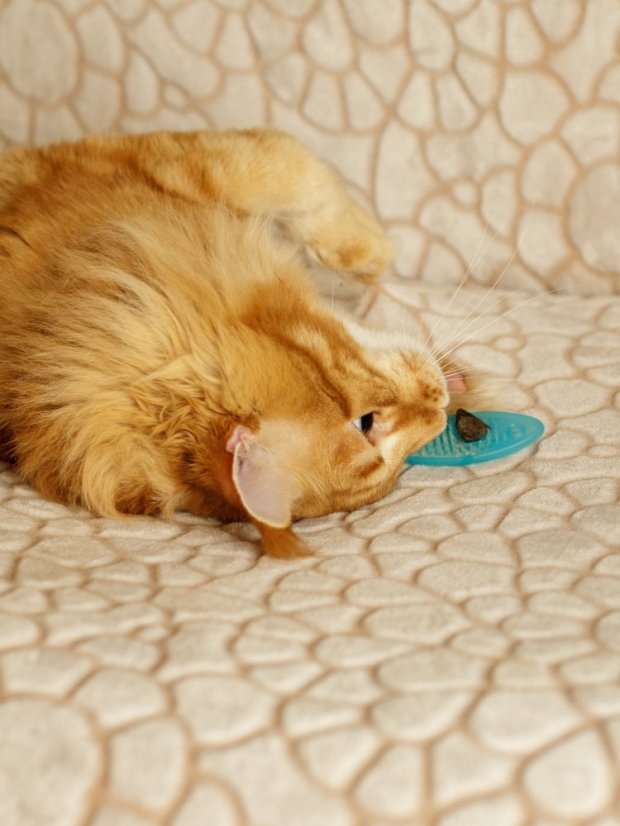 Měkká 3D Ryba s matatabi modrá