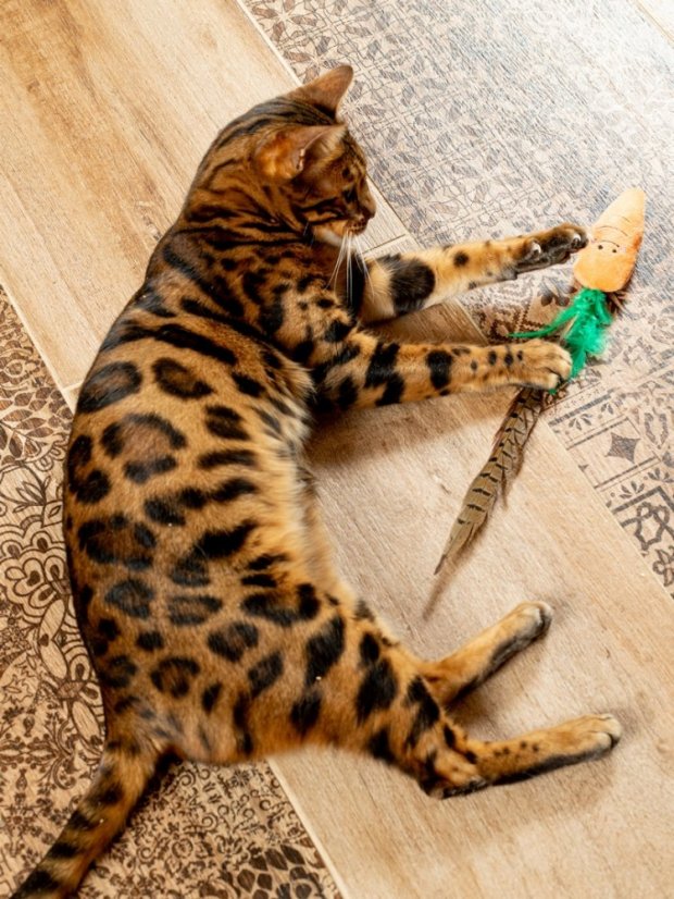 Bažantí pero pro kočky oranžové