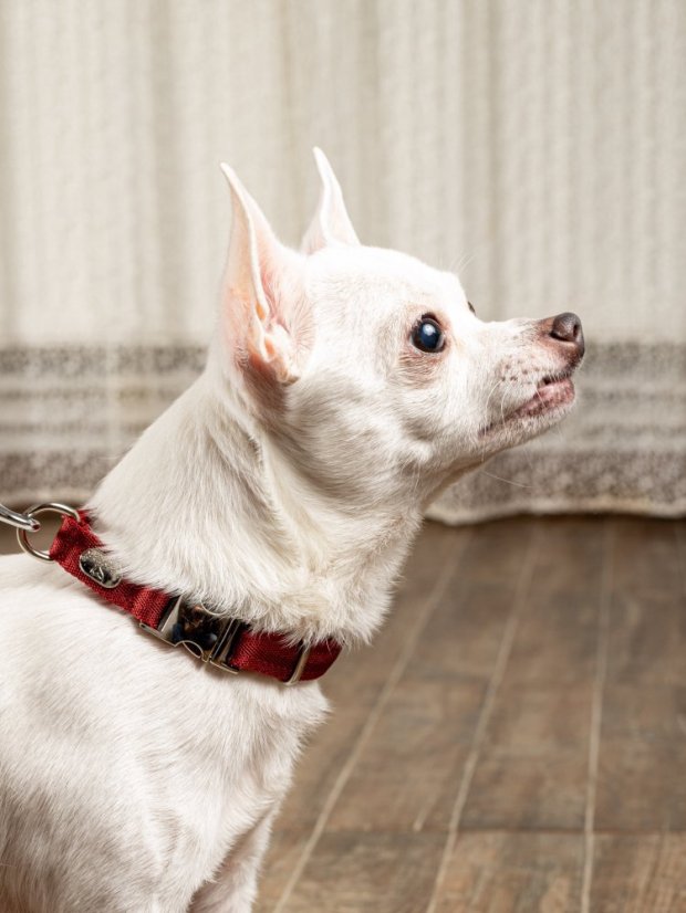 Obojek extra měkký červený S