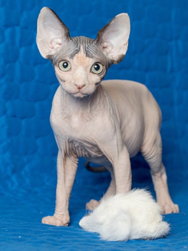 Hračka pro kočky Myška