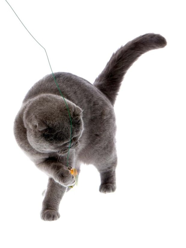 Škádlítko Včela pro kočky