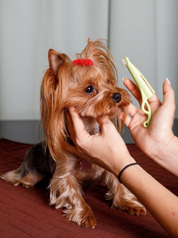 Zubní kartáček na odstranění plaku pro malé psy