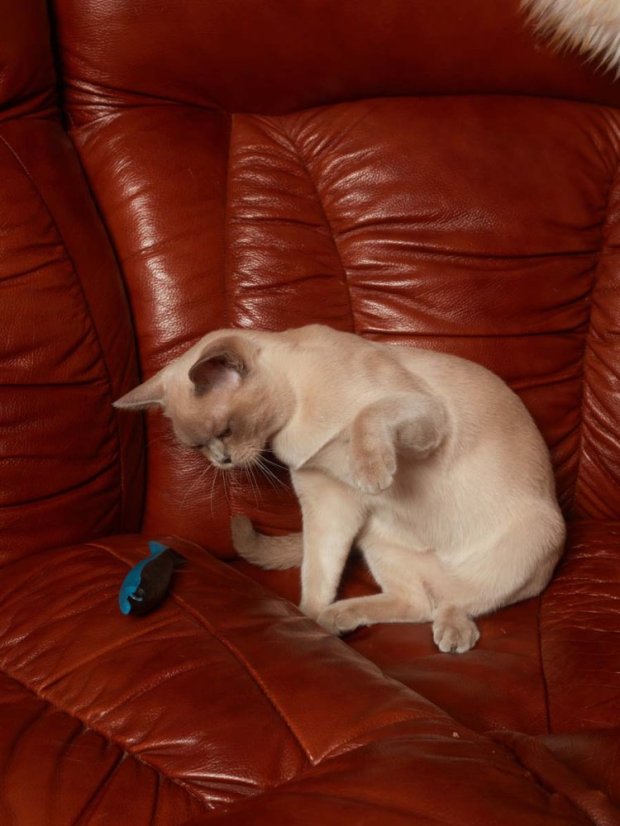 Plastová Ryba s matabi modrá