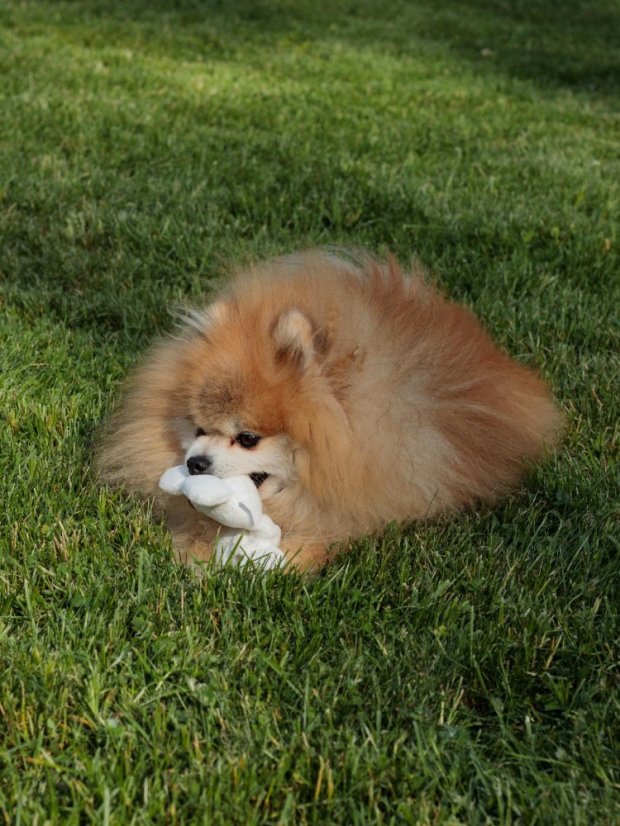 Natahovací hračka pro psy Medvěd pískací bílý