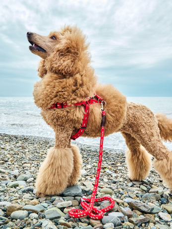 Produkty pro vaše domácí mazlíčky přímo z JAPONSKA!