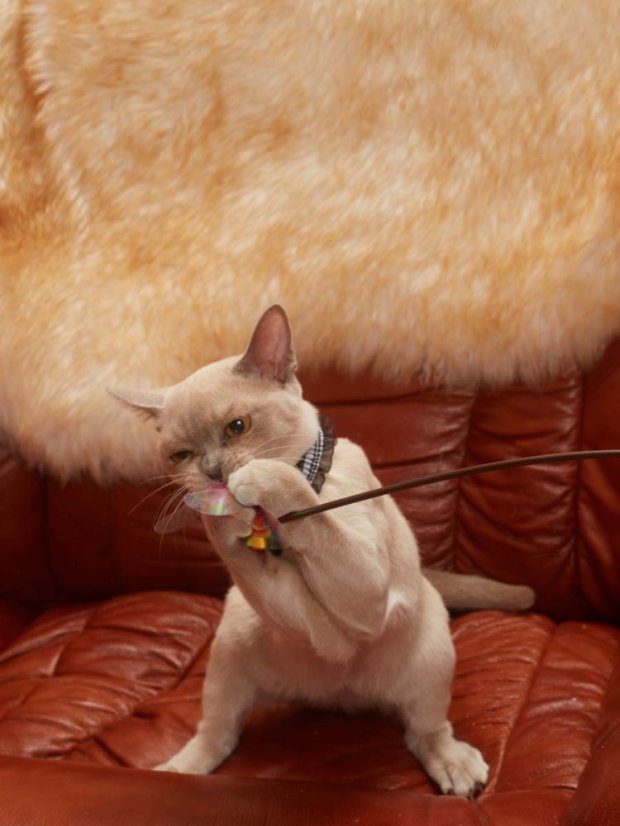 Udice Zlatá rybka se stimulací tří instinktů lovce pro kočky