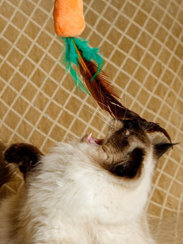 Bažantí pero pro kočky oranžové