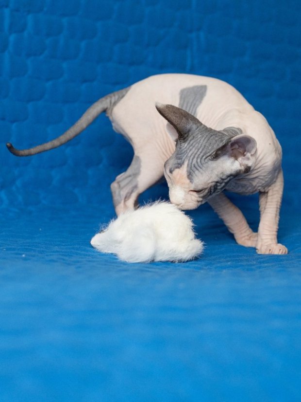 Hračka pro kočky Myška