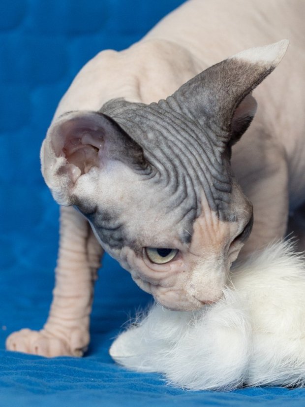 Hračka pro kočky Myška