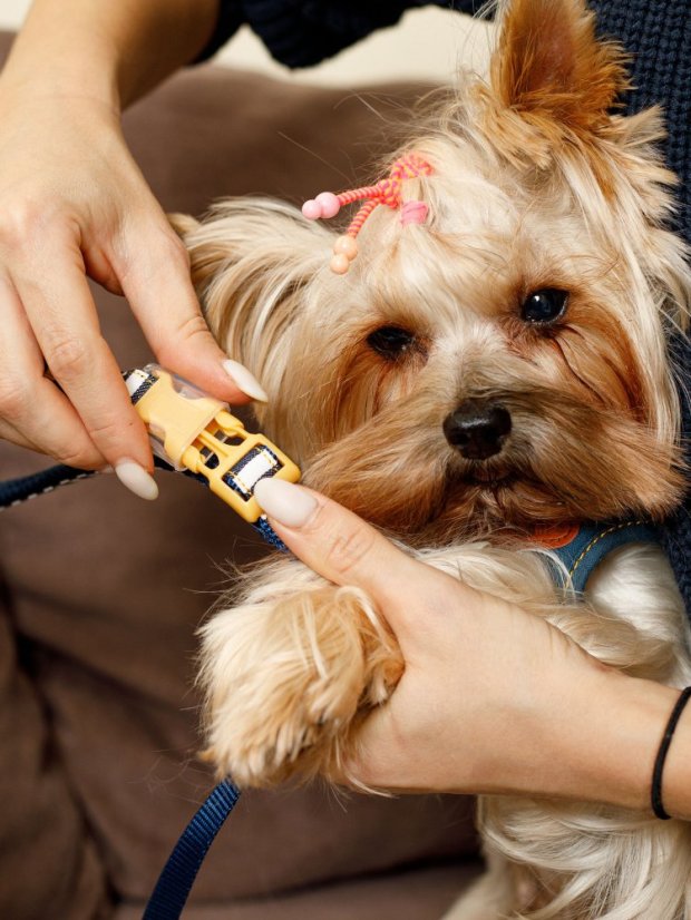 Džínový obojek a vodítko s dvojitým zapínáním pruhovaný modrý M