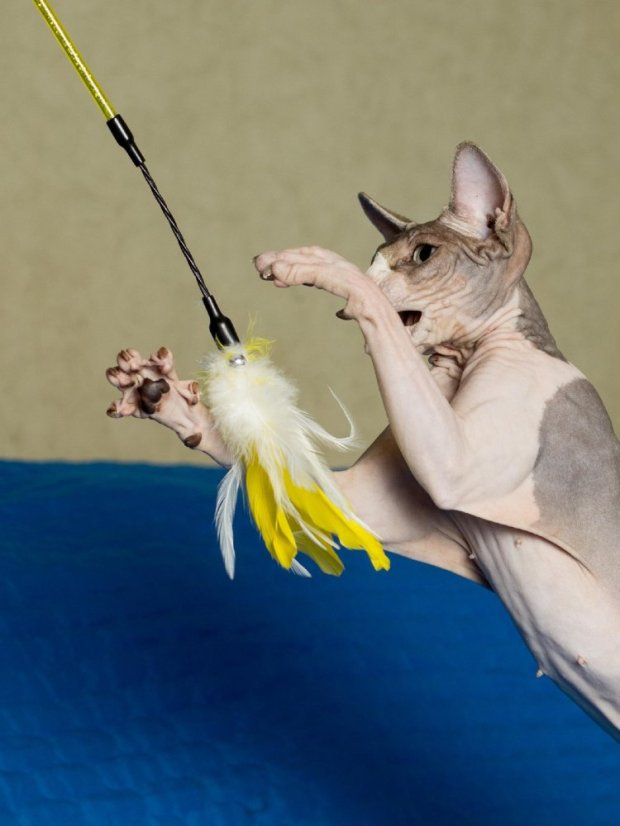 Vábnička Rio de Janeiro s peřím