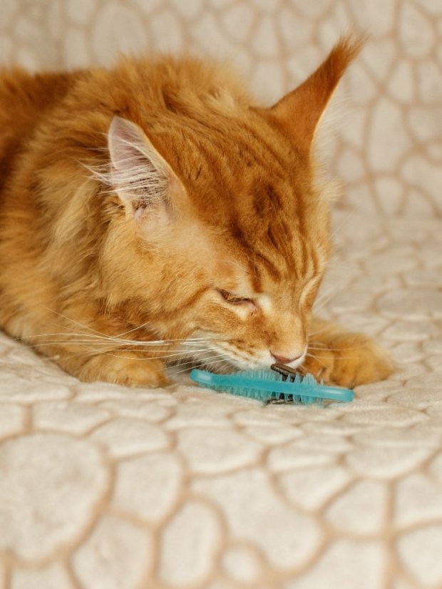 Měkká 3D Ryba s matatabi modrá