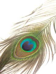 Paví pero pro kočky s kočičí hračkou fialové