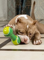 Latexová činka pro psy zelená