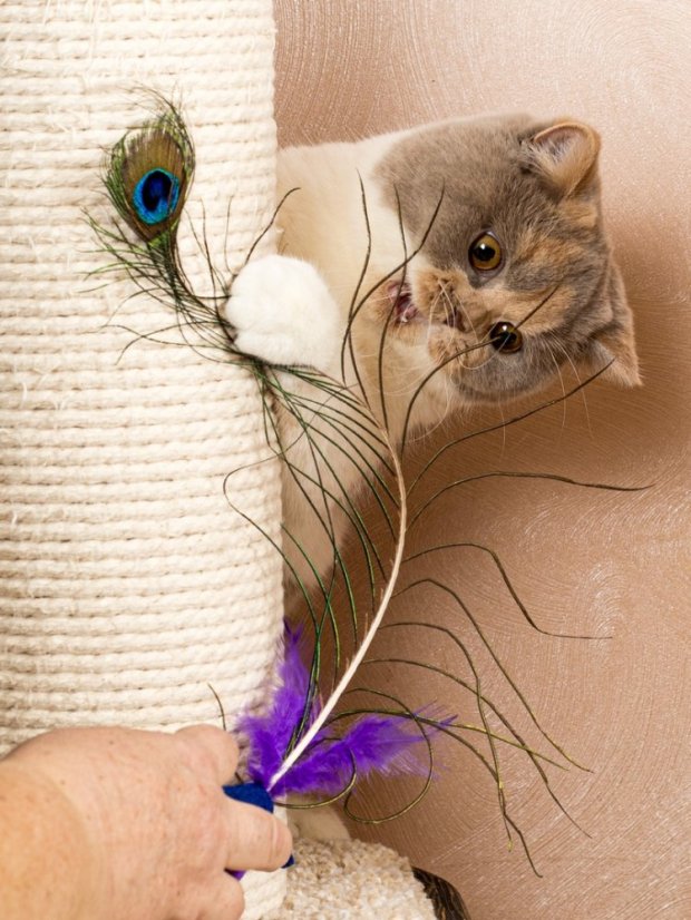 Paví pero pro kočky s kočičí hračkou fialové