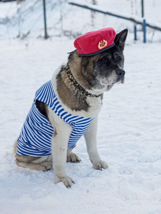 Obojek a vodítko pro psy Army M