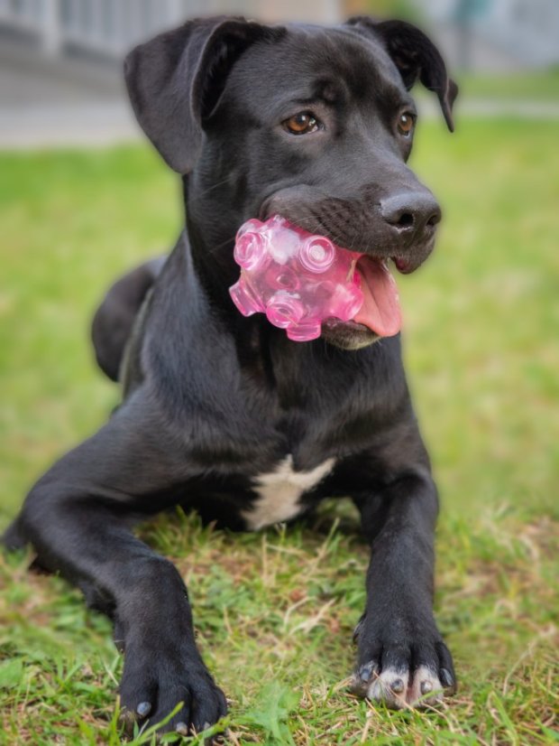 Míček s nepředvídatelnou drahou Aqua růžový L