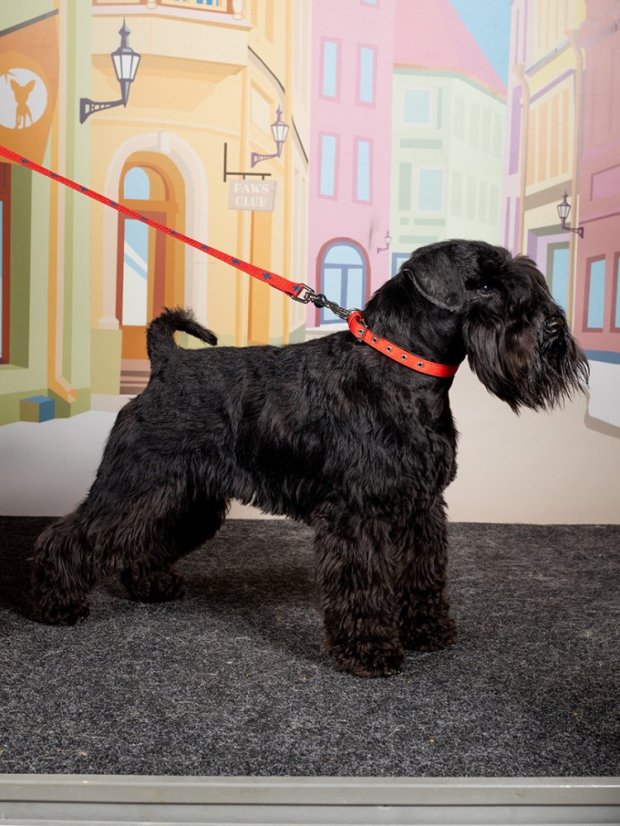 Nylonový obojek Daiski červený L