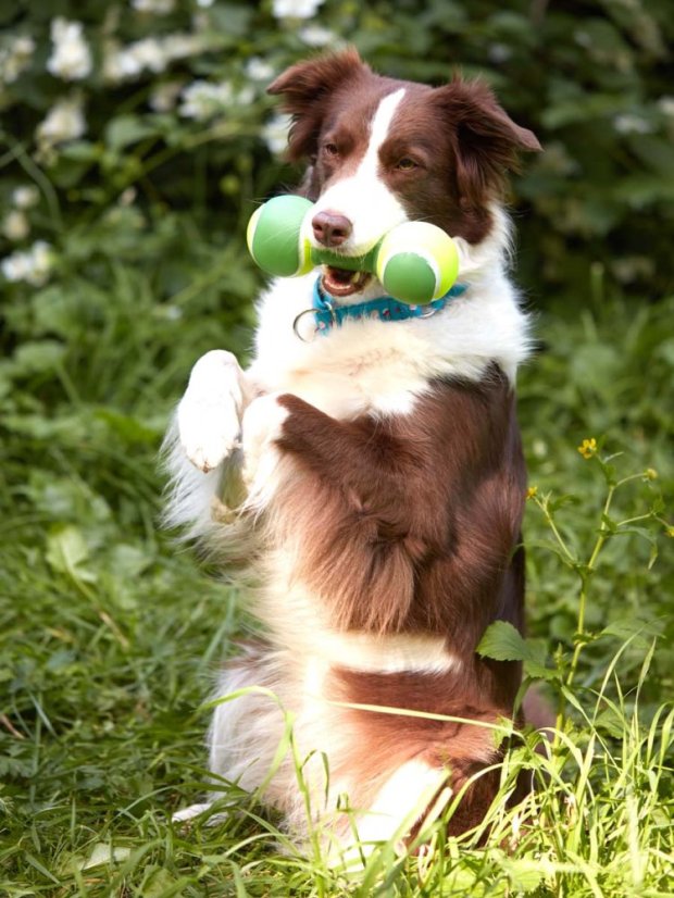 Latexová činka pro psy zelená
