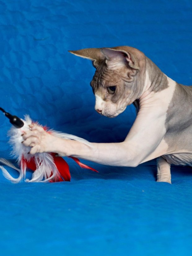 Vábnička Rio de Janeiro s peřím