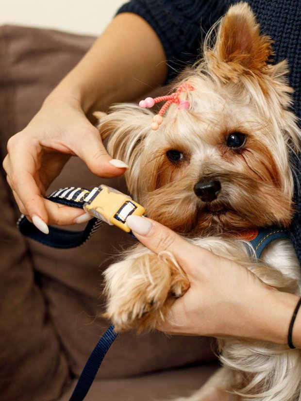 Džínový obojek a vodítko s dvojitým zapínáním pruhovaný modrý SS