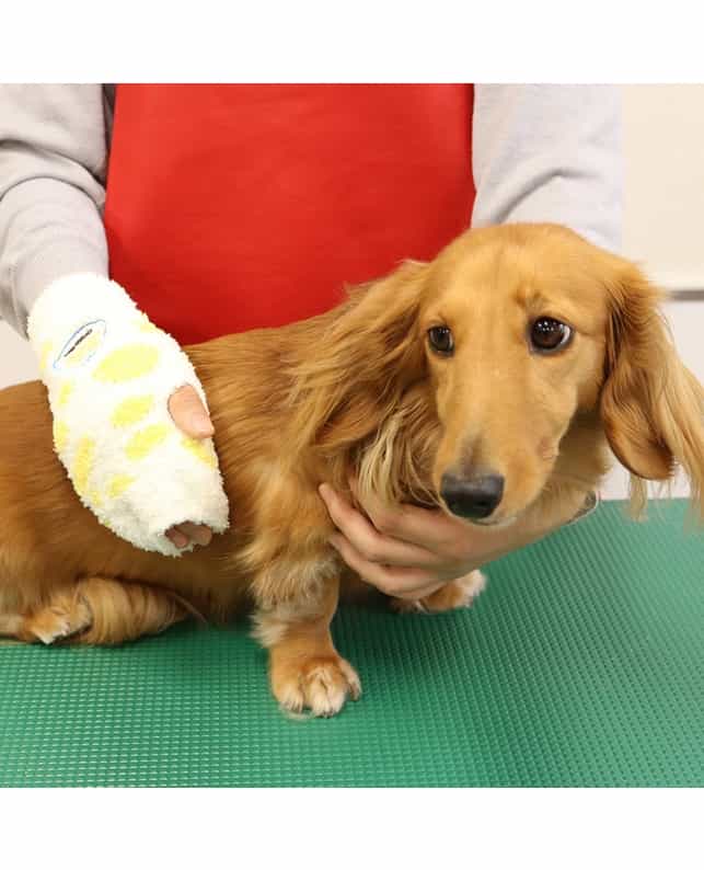 Rukavice na vyčesávání srsti pro psy