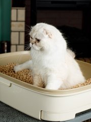 Ultrahrudkující dřevitocelulózová podestýlka s cypřišem 7 l