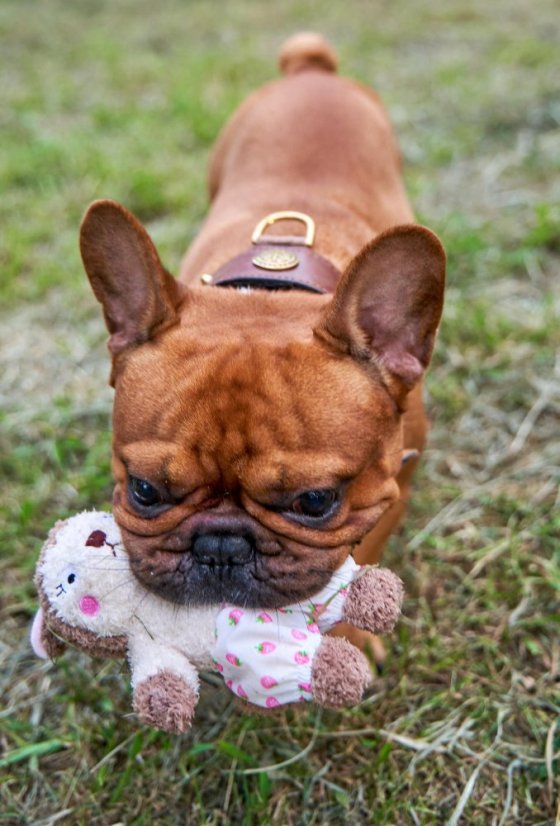 Hračka Veverka z měkké přírodní bavlny pískací